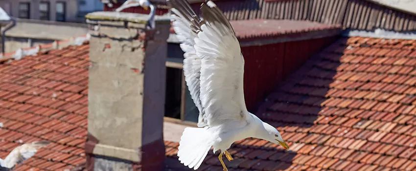 Residential Chimney Animal Removal Solution in Jenks, OK
