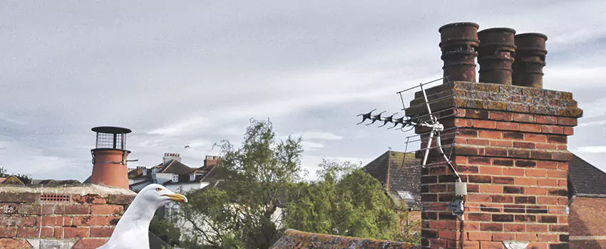 Chimney Cleaning And Restoration in Jenks, Oklahoma